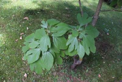 Sassafras albidum - sasafras lékařský - listy